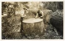 Loggers chopping and examining wood, California