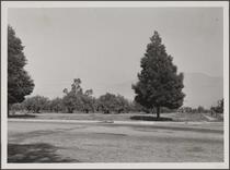 Lemon orchard at East Orange Grove and North Hill Avenue, Pasadena