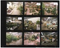 Contact sheet of images from flower market interior