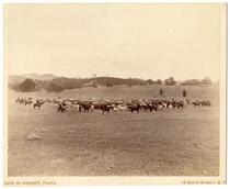 View of cattle grazing