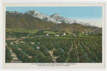 Mt. San Antonio and Orange Groves, California, reached via Union Pacific System