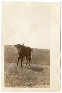 A lone cow, circa 1924  