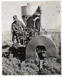 Agricultural worker using machine for gthering seed from guayule plants 