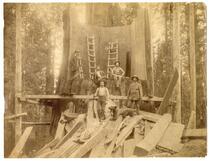 Men posed around the stump of a felled tree
