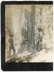 Loggers felling a tree, California