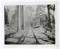View of train tracks amidst the trees