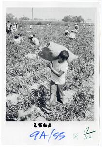 Child agricultural workers laboring to harvest a crop in the field 