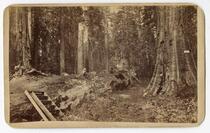 Father of the Forest and James King of Wm., Mammoth Grove, Calaveras county