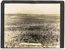 San Francisco oyster beds exposed at low water, Belmont, California