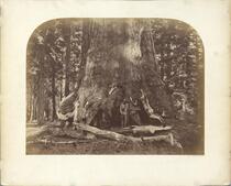 Section of the Grizzly Giant, Mariposa Grove, Yosemite [CEW 111]