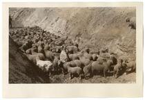 Sheep herded into a ditch, circa 1924  