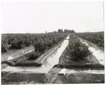 Irrigation canals in a San Jooaquin Valley grape vineyard