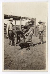 Ranchers branding cattle at the Santa Rita Rancho, California