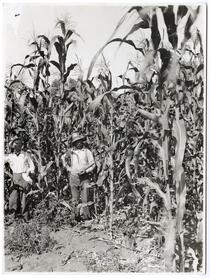 Fourteen foot corn in Livingston, Merced County, California 
