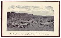 A sheep scene on the Mojave Desert