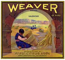 Weaver of Piru Brand valencias, Piru Citrus Ass'n