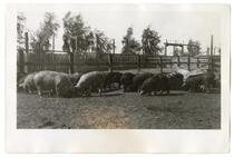 Flock of pigs grazing, circa 1924 