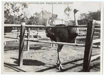 Full feathered ostrich, Los Angeles, California, February 5, 1920 