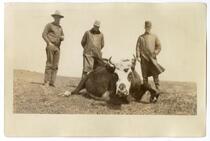 Men observing diseased cow, circa 1924 