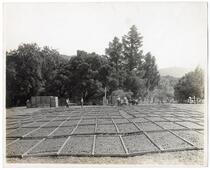 Agricultural workers drying out prunes 