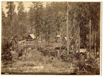 General view of Coburn's Mill and Camping Grounds, Mammoth Forest, Cal.-from which the World's Fair Big Tree was taken
