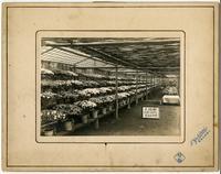 Mounted photographic prints, 1890s-1940s