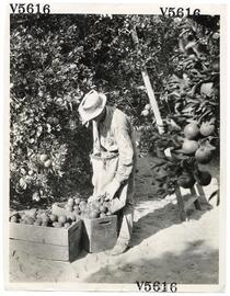 Agricultural worker harvesting oranges 