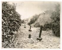 Smudge pots at work to keep orange trees from freezing in an orchard 