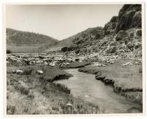 Flock of grazing sheep near the river 