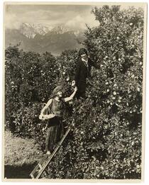 Women picking oranges in an orchard 