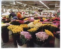 Flower market interior