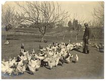 Man feeding a flock of chickens