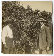 Men standing among a crop of grapes