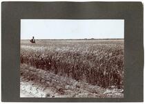 Man standing in a wheat field, June 1892