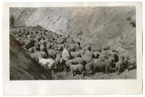Sheep in a ditch, circa 1924 