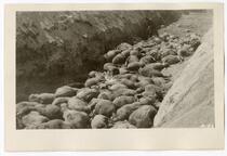 Destroying sheep to prevent spread of disease, circa 1924 